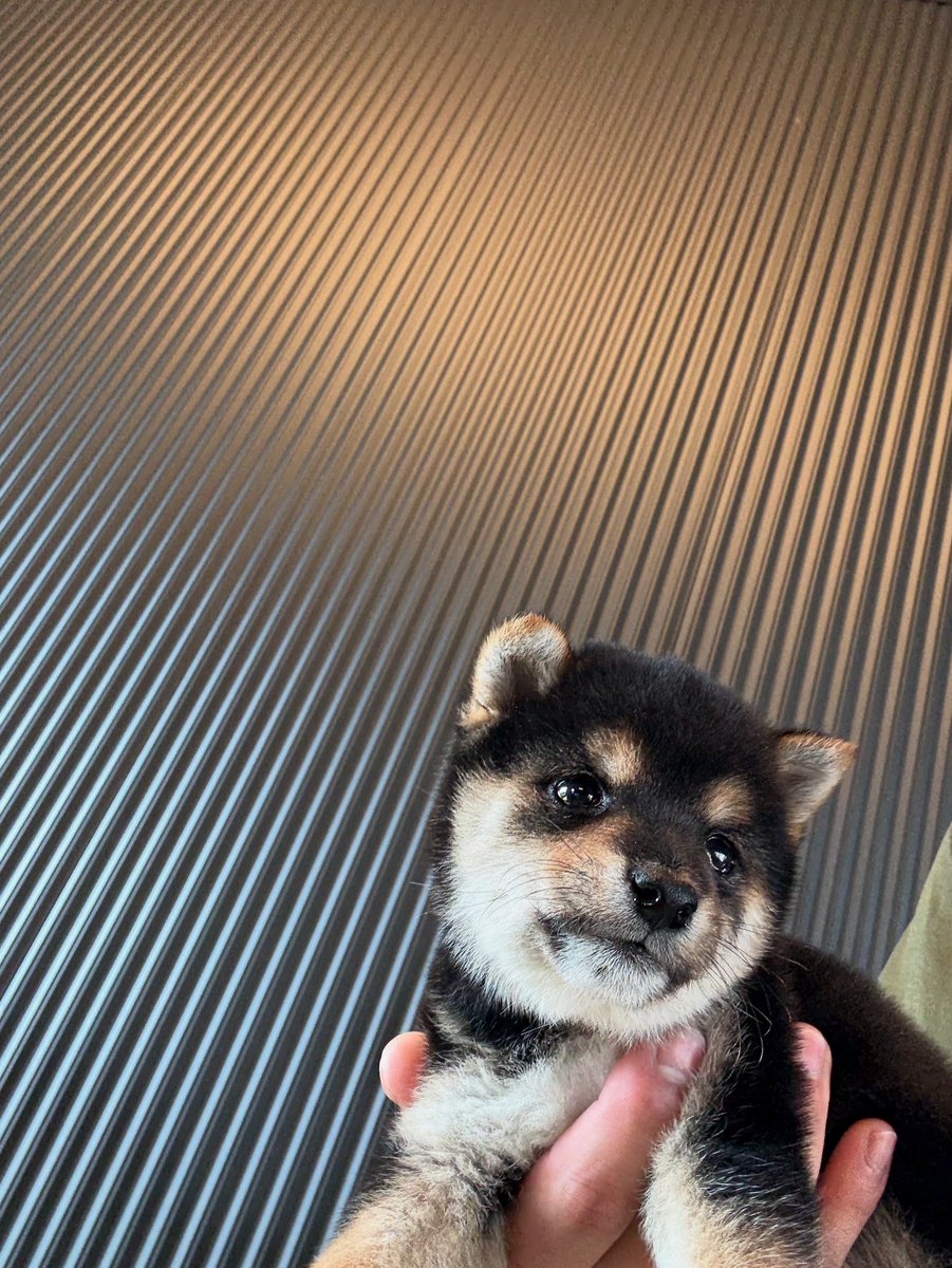 本日もご来場ありがとうございました😊 秋田犬、柴犬・豆柴の子犬、飼い主様募集中です🐶ご連絡のうえ、ぜひ気軽に遊びにいらしてください🐾 #柴犬 # 柴犬子犬 #柴犬仔犬 #柴犬ブリーダー #豆柴 #豆柴ブリーダー #豆柴子犬 #飼い主様募集中 #飼い主募集 #日本犬 #茨城宿犬 ...