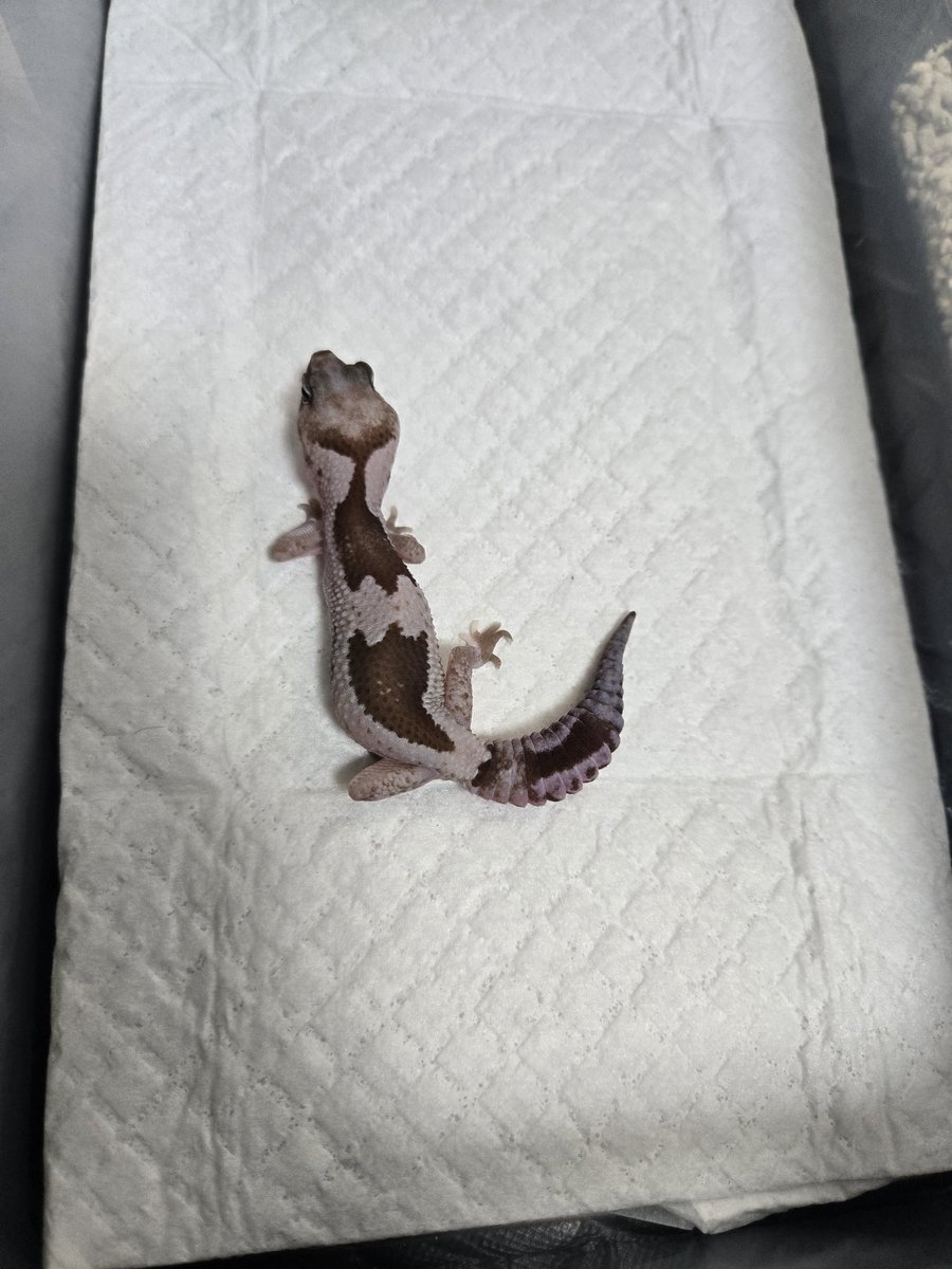 トカゲ　サニー KAZOO (@sgwLkwU5MLPoSBu) / X