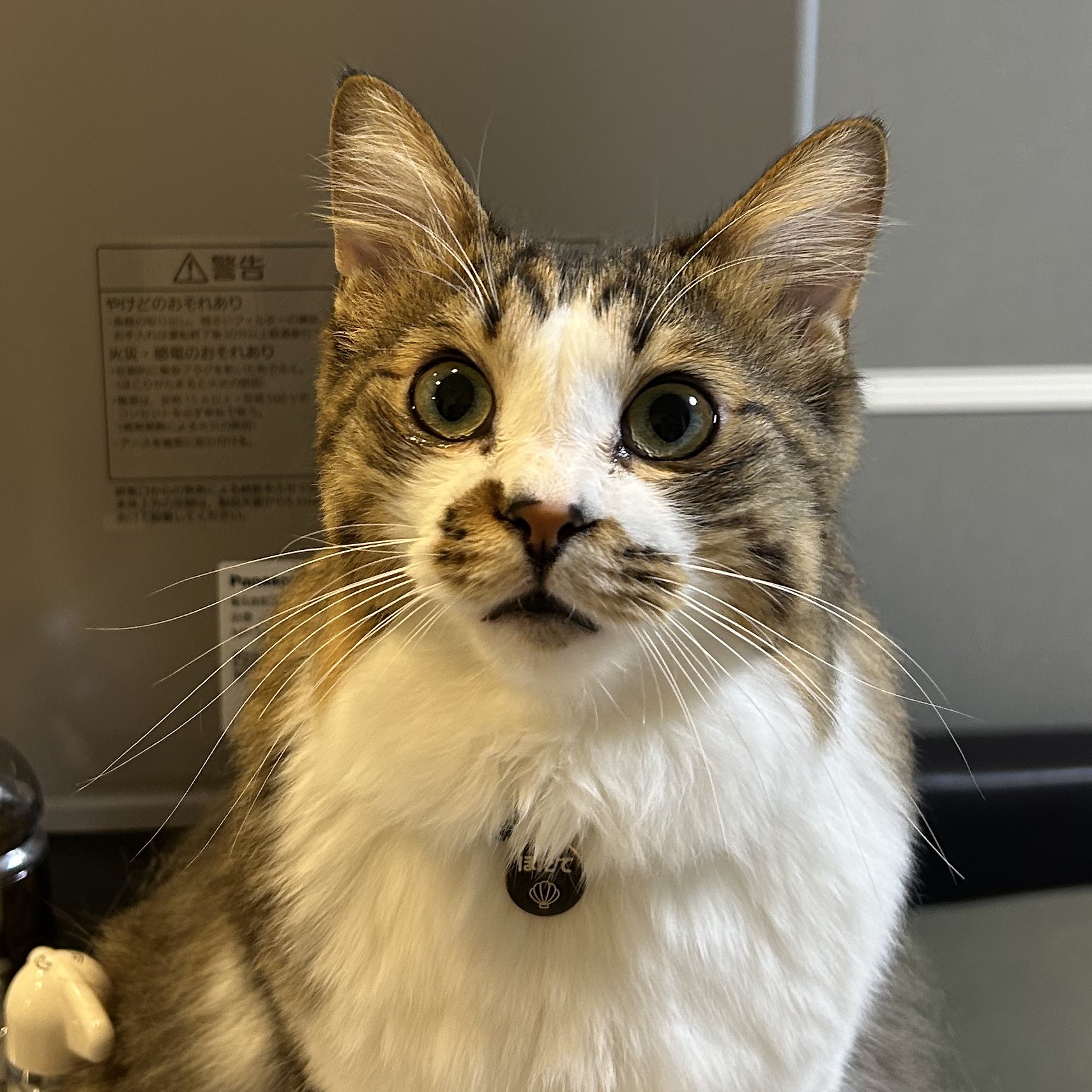 猫アレルギー氏 ヒルズ 食事療法食 猫用 z/d ゼットディー 食物アレルギーケア