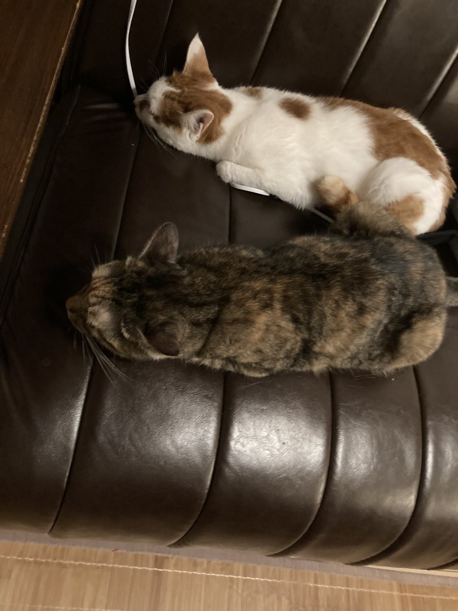 仲良く同じ姿勢で並んで寝てるw