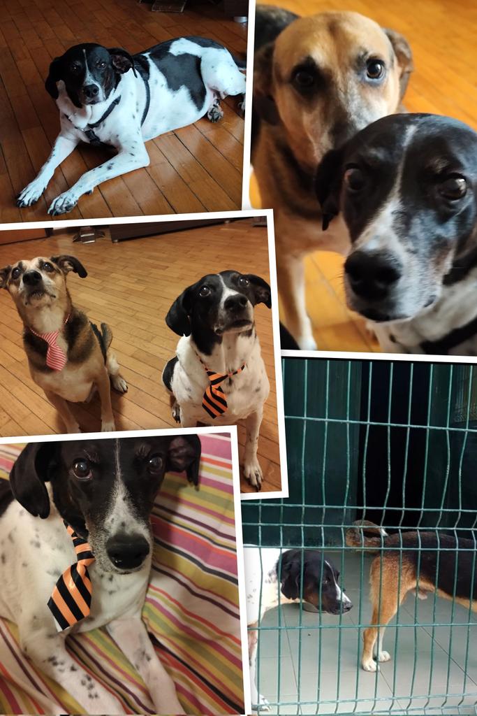 So many memories 🐶🐶🤎🖤
so little grey 🤍🩶 in those lil faces 
🐾🐾