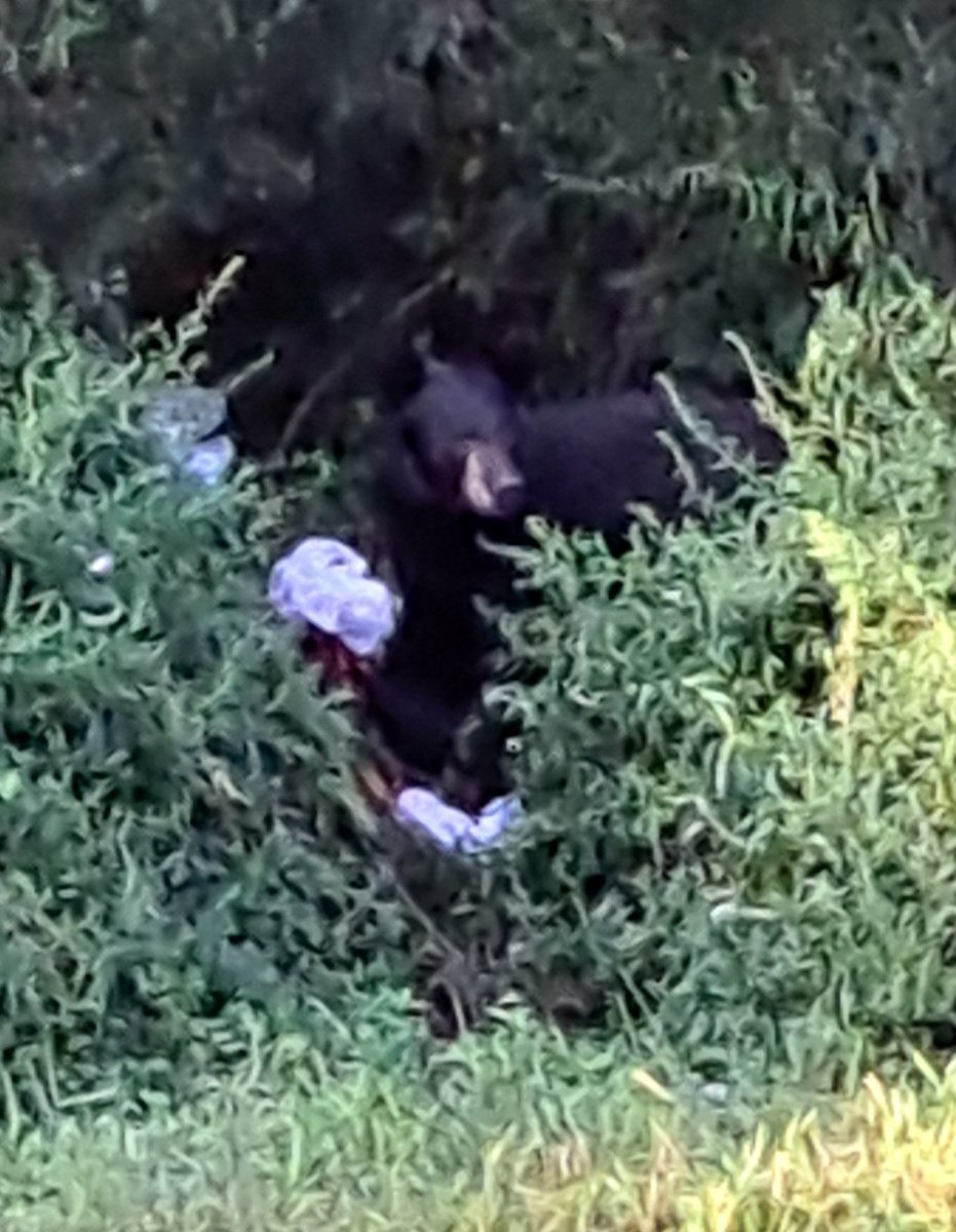javajunkie1978's tweet image. We had a couple of black bears visit a bag of trash across the street from our rental in New Jersey. I think it was a mom and her cub. 
#blackbear #newjersey