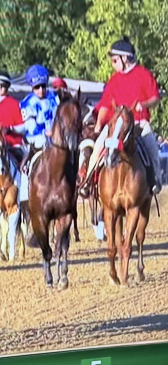 Happy Retirement to Discreet Encounter - Yesterday after 6 years working for NYRA He took his last horse to the gate. Known as Lucky on the back stretch- My ex 5 claimer brought luck to Bracket buster with a 2nd place finish- If you are interested in adopting lucky DM me.