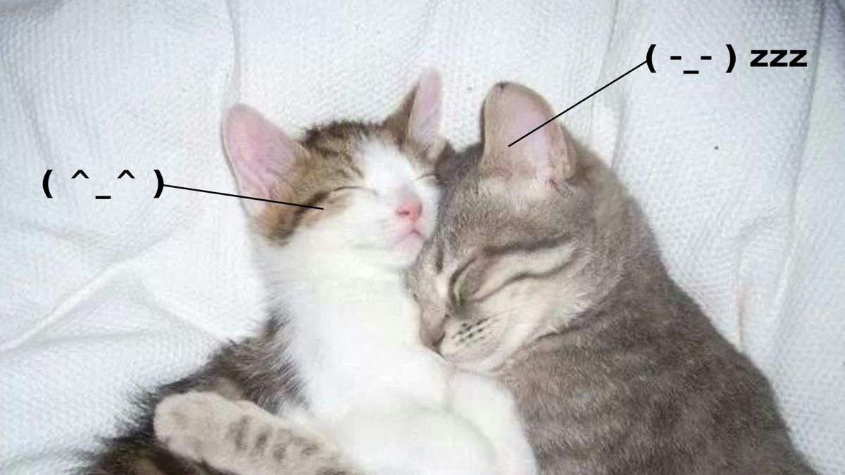 catsdotjpg's tweet photo. https://t.co/5dKF7OfObV