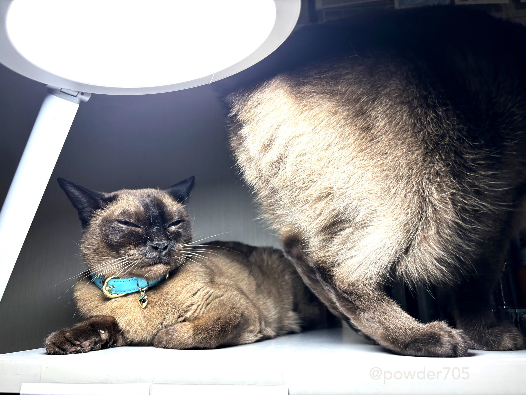 コダマナオコ🐈 (@powder705) / X