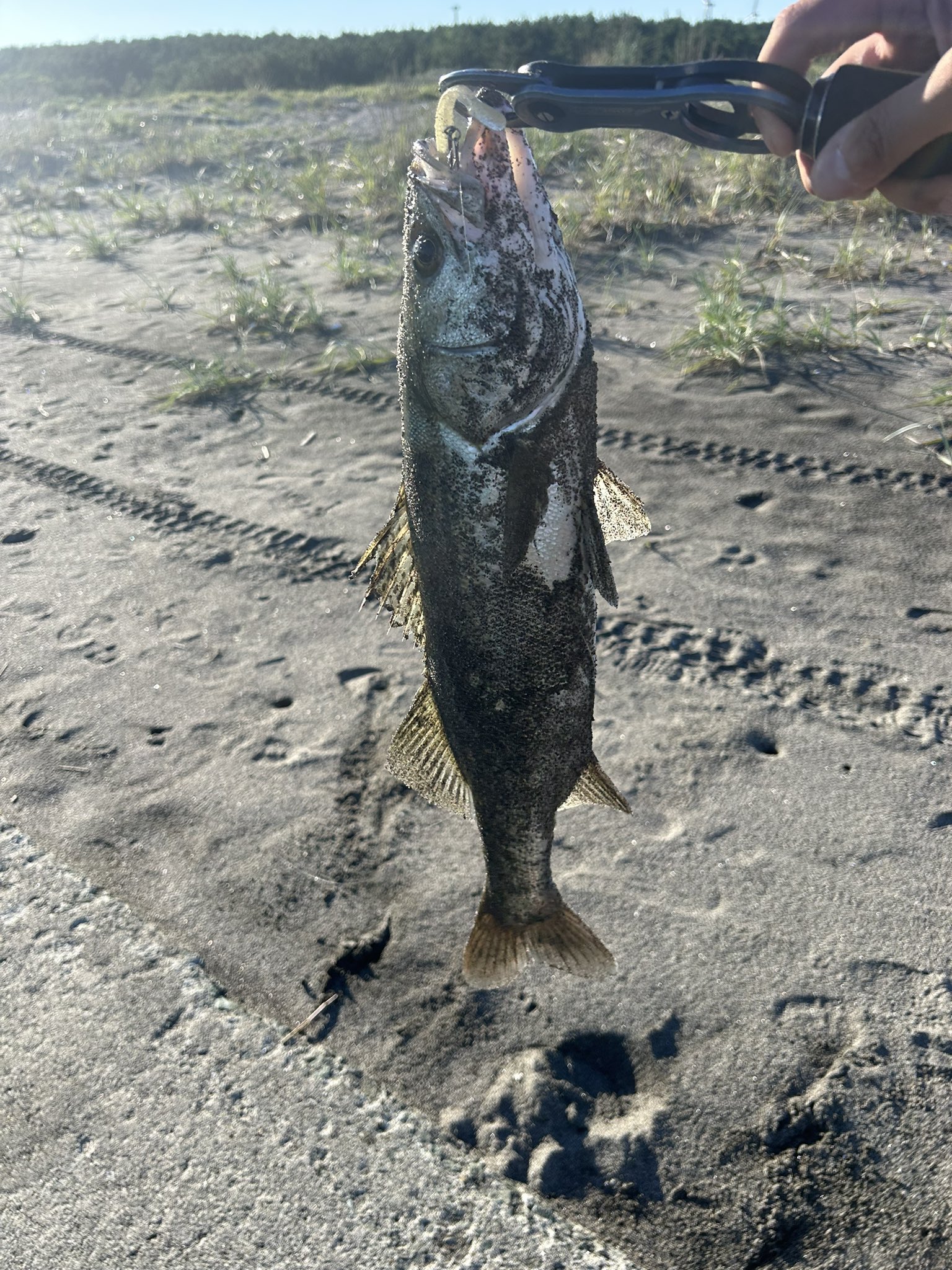 シーバス 引退 Quest for ONE FISH Instagram ONLINE ダービー | シマノ-SHIMANO-