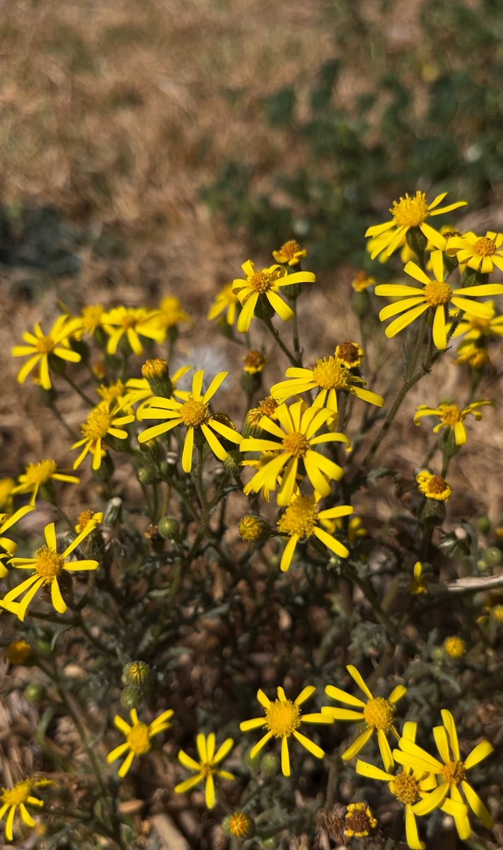 unathimahlati's tweet image. Yellow! 💛#readyforspring