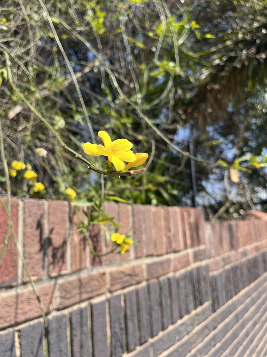 unathimahlati's tweet image. Yellow! 💛#readyforspring