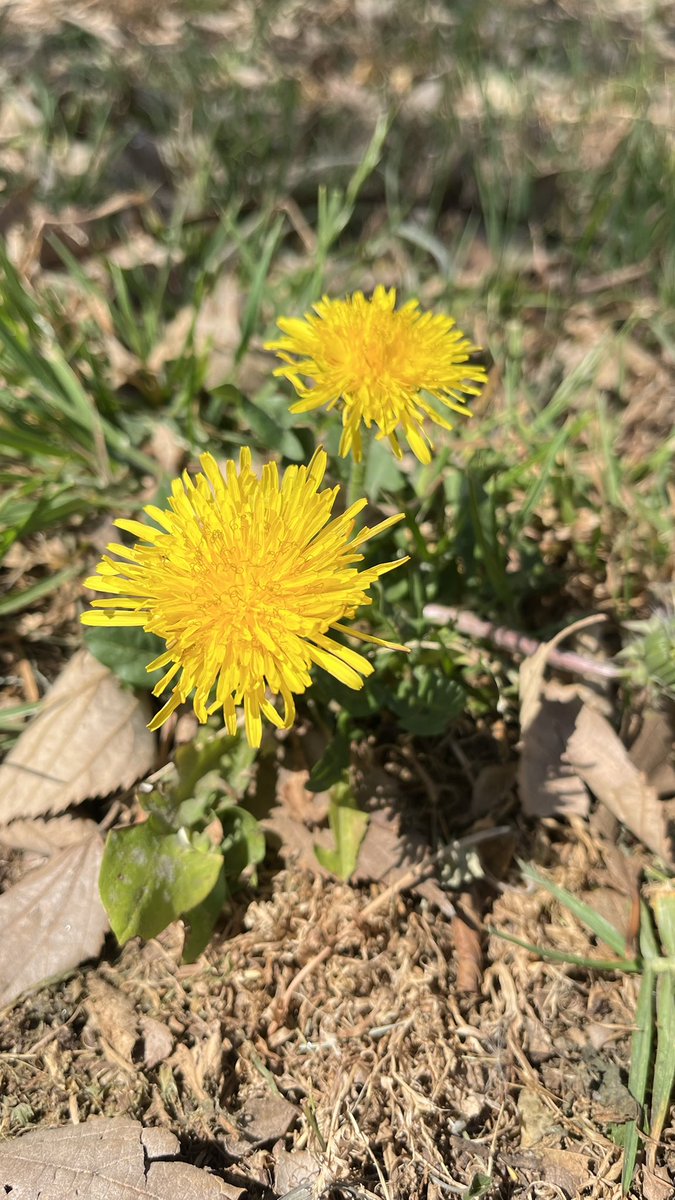 unathimahlati's tweet image. Yellow! 💛#readyforspring
