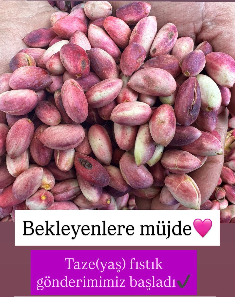 Bekleyenlere müjde✔️
Bu hafta yaş(taze) fıstık gönderimine başlıyoruz📣📣
3 kg al kargo bedava ✅

🌐websitemizden satın alabilrsiniz👇🏻

fistigimantepten.com.tr