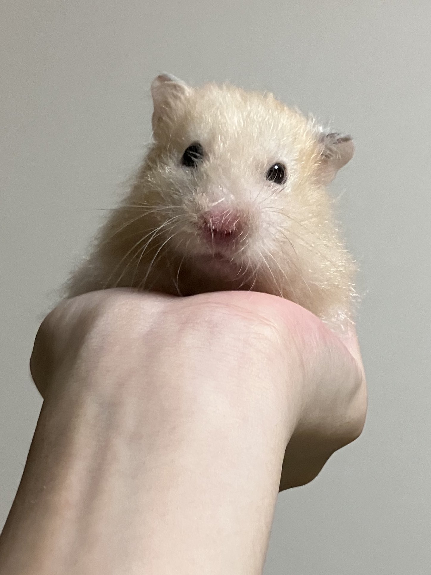 とことこページ CutGarageとことこ (@tokotoko3216) / X