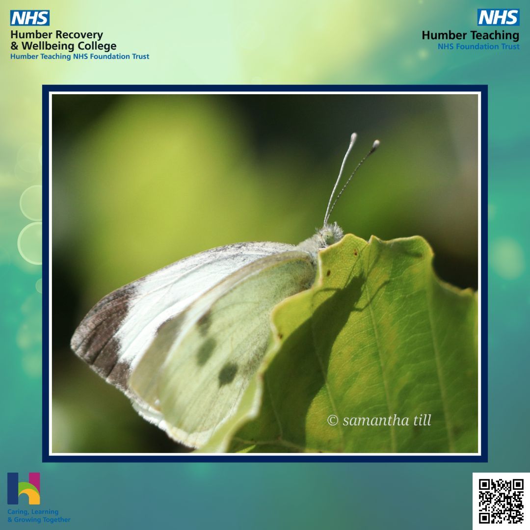 This Sunday, we have a lovely photo of a butterfly by Sam 🦋

If you have any work you'd like us to share, email us at HNF-TR.RecoveryCollege@nhs.net

#Photography #RecoveryCollege #MentalHealth #SharingSunday #RecoveryAndWellbeingCollege