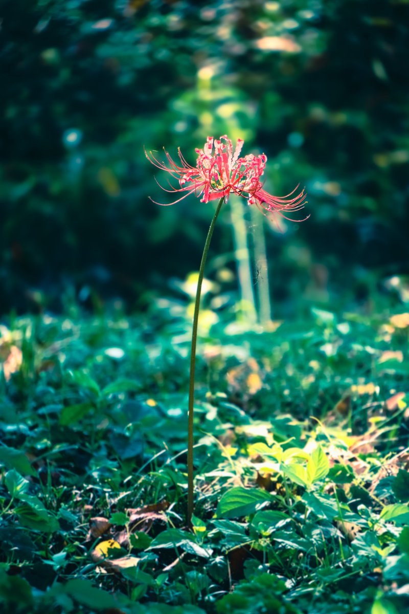 さてと今夜はそろそろこの辺で。
明日からまた怒涛の繁忙期突入のため2週間ほど稀ログインになると思います🙇‍♀️
曼珠沙華が満開の頃には写活に行けるといいなぁ…
その頃には涼しくなっているといいなぁ…

それでは、おやすみ。
ゆるっとのんびり素敵な夜を🌙