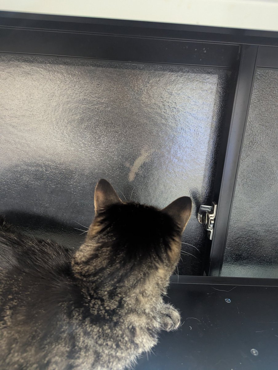 久々友達来た🦎

 #ヤモリん
 #猫