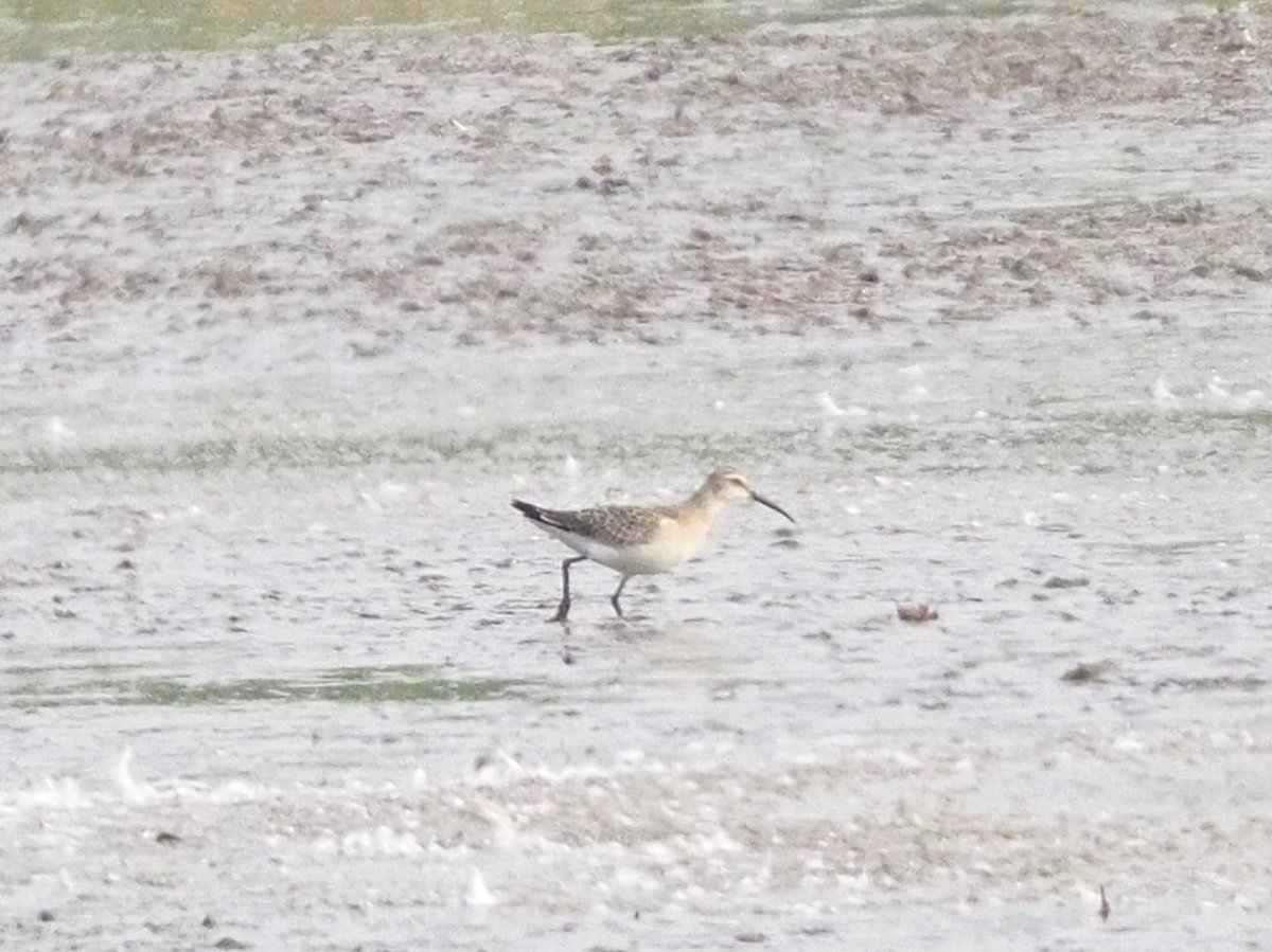 RSPB Blacktoft Sands and the Humber (@blacktoft_sands) on Twitter photo Passage wader season is well and truly upon us at Blacktoft. 3 curlew sandpipers are feeding up on singleton lagoon on their long journey to western Africa after breeding in northern Siberia. Spotted redshank and lots of other waders showing too. <a href="/humbernature/">Humber Nature Partnership</a> #eastcoastwetlands Passage wader season is well and truly upon us at Blacktoft. 3 curlew sandpipers are feeding up on singleton lagoon on their long journey to western Africa after breeding in northern Siberia. Spotted redshank and lots of other waders showing too. <a href="/humbernature/">Humber Nature Partnership</a> #eastcoastwetlands