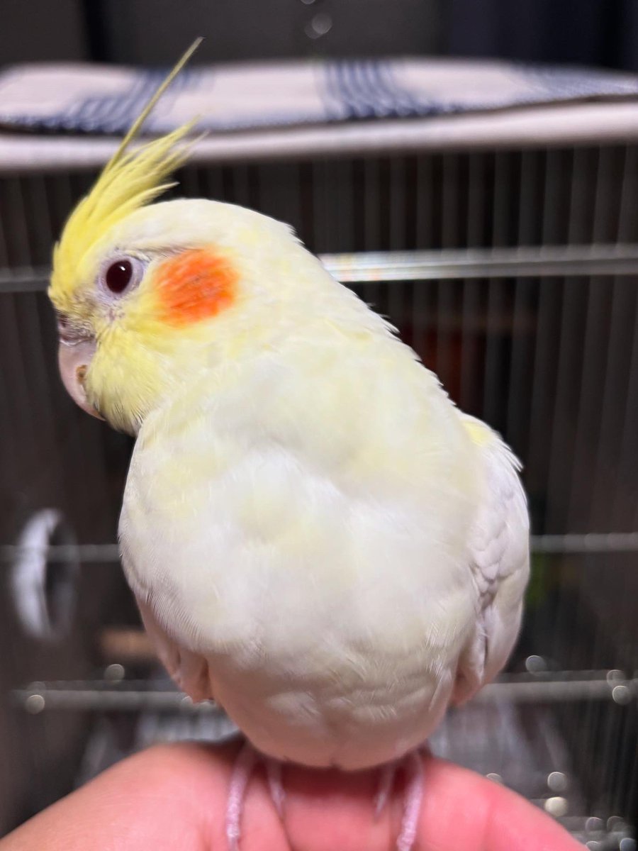 tructks37's tweet photo. 8月24日17時半頃松戸市小金付近でオカメインコ脱走してしまいました。
名前ラミ
見つけた方、保護してくれた方DMか警察の方に連絡頂けると助かります。
松戸東警察署047-349-0110
小金交番047-341-0120
#拡散希望　#オカメインコ
#千葉県　＃松戸市　＃柏市　＃流山市
＃迷子　＃インコ https://t.co/fReUqmh2uc
