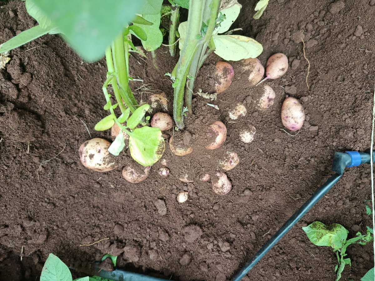 Scientists in Kenya have carefully demonstrated that the new type of potato, late blight resistant biotech potato, is resistant to late blight, that it is durable, and that all other properties of the original variety have been conserved. nema.go.ke