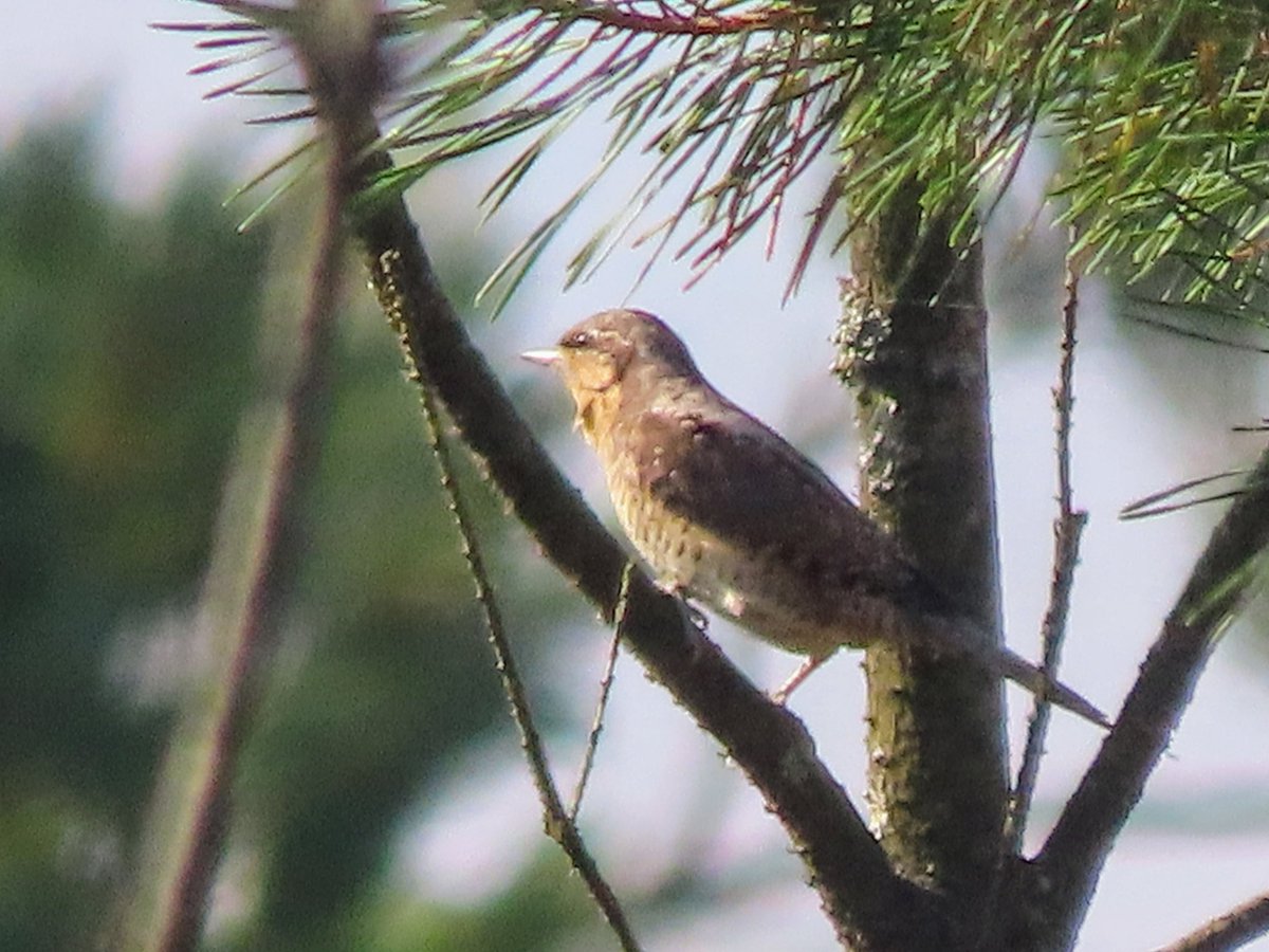 Wryneck. Sugar Hill, Wareham Forest this morning. Brief but good views with <a href="/dfozzie68/">David Foster</a>. Very mobile and flew low SE, Silent Woman direction, couldn't relocate after around 20 mins <a href="/DorsetBirdClub/">Dorset Bird Club</a> <a href="/harbourbirds/">Birds of Poole Harbour</a>