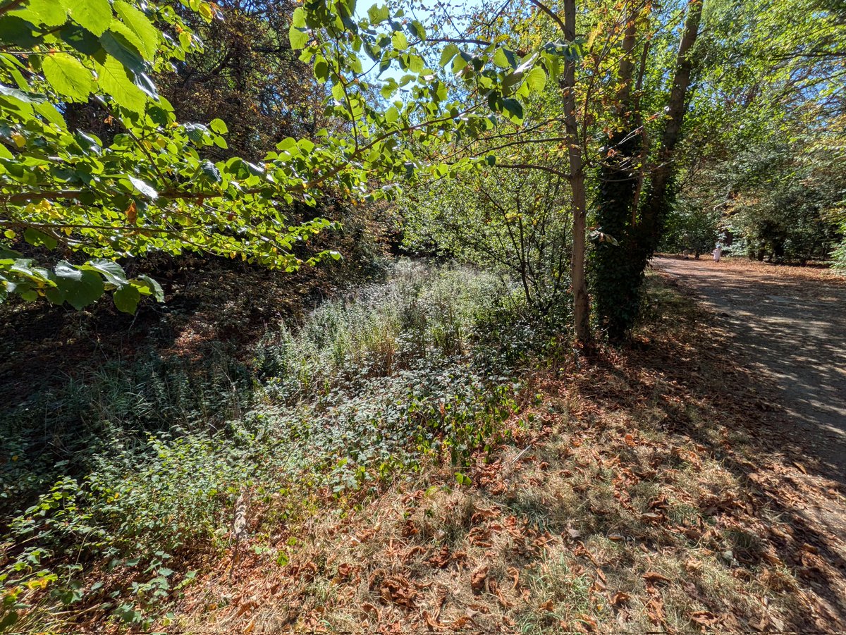 Q for <a href="/paulpowlesland/">Paul Powlesland</a>. Do you know why the lowest Wanstead Park lake, adjacent  to the river Roding, has been empty for the last few years? Seems a pity for amenity &amp; biodiversity. Don't think health &amp; safety's the reason cos the other lakes are full. Worth a campaign?