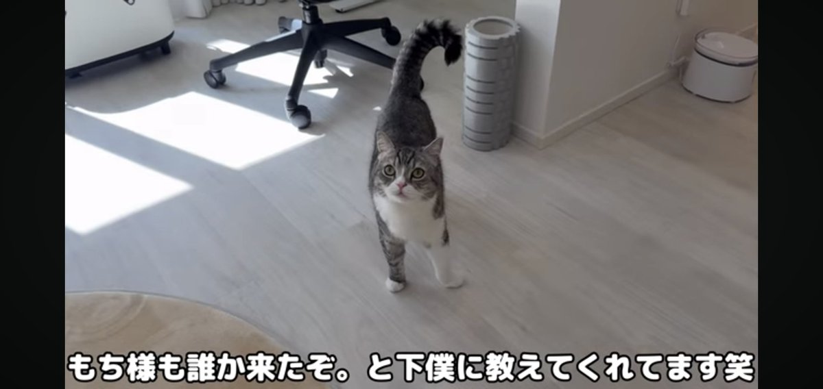 もちさまお取り置きのお品です The cat was so cute, grumbling and complaining about being
