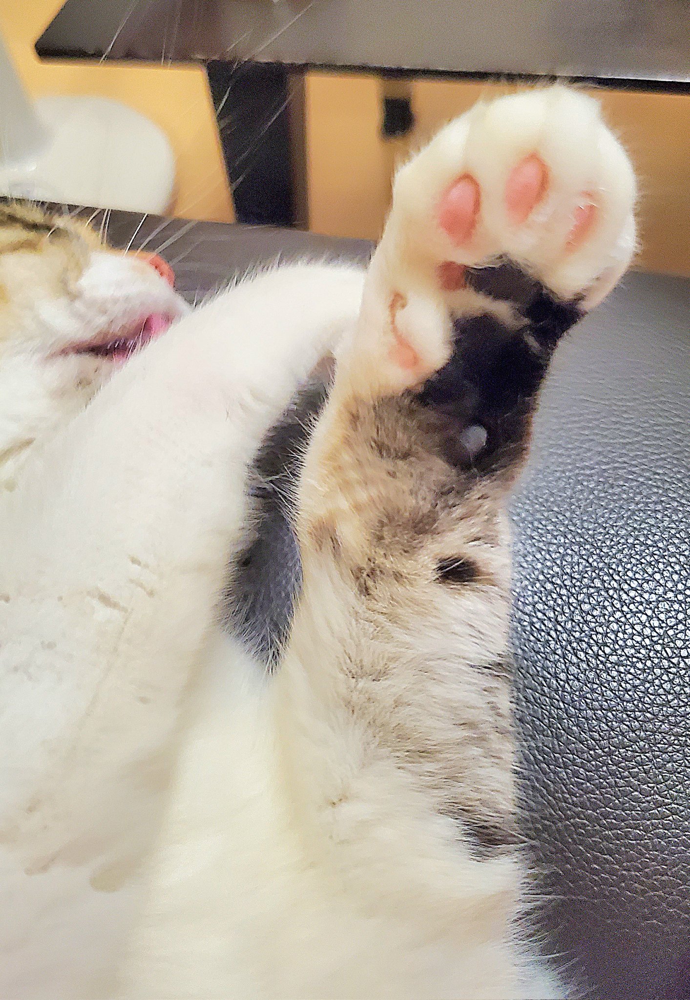 三毛猫様♡ありがとうございます♡ 三毛猫🦍🍆🍌☃️🐷 on X: 