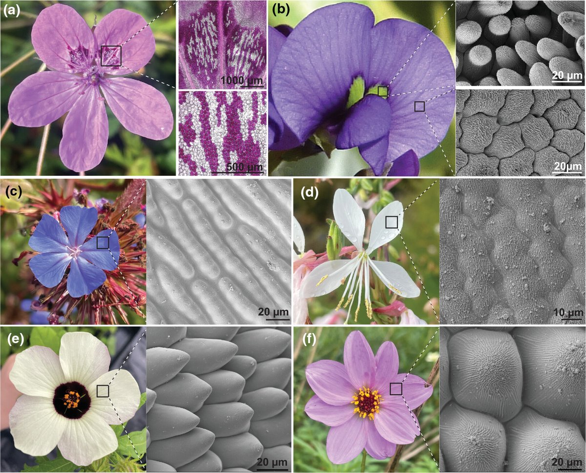 New Phytologist (@newphyt) on Twitter photo #Tansleyreview: Evolution of #petal patterning: blooming floral diversity at the microscale
Erin Doody & Edwige Moyroud
👇
📖 nph.onlinelibrary.wiley.com/doi/10.1111/np…
#LatestIssue <a href="/wileyplantsci/">Wiley Plant Science</a> #Tansleyreview: Evolution of #petal patterning: blooming floral diversity at the microscale
Erin Doody & Edwige Moyroud
👇
📖 nph.onlinelibrary.wiley.com/doi/10.1111/np…
#LatestIssue <a href="/wileyplantsci/">Wiley Plant Science</a>