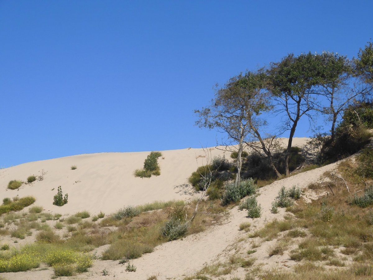nori_reads's tweet image. Along dune paths...   ☀️  #NorthSeacoast #placeswelove