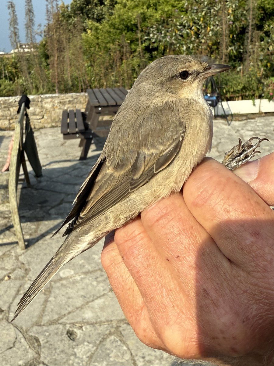 Mark Cutts (@slashercutts) on Twitter photo Quiet day but brightened up by my 66 species ringed in #culverwell, this juvenile Barred Warbler <a href="/PortlandBirdObs/">Portland Bird Observatory</a> Quiet day but brightened up by my 66 species ringed in #culverwell, this juvenile Barred Warbler <a href="/PortlandBirdObs/">Portland Bird Observatory</a>