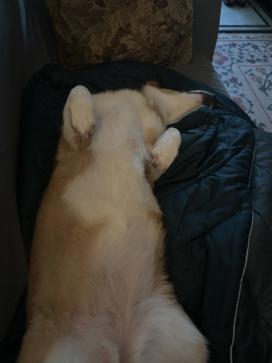 Lazy Sunday Morning vibes. #CorgiCrew #dogsoftwitter