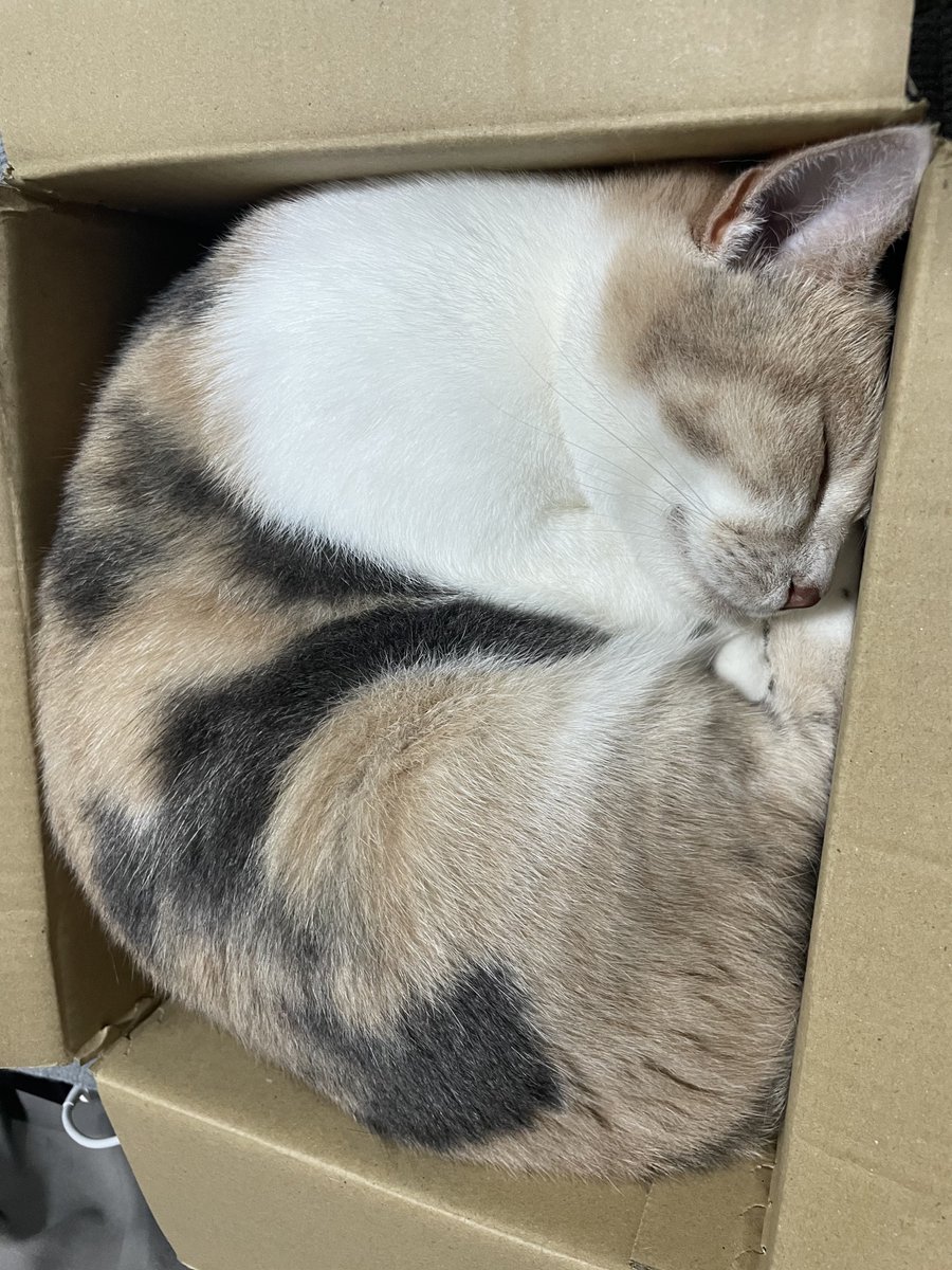 可愛い〜🐈🐾♡