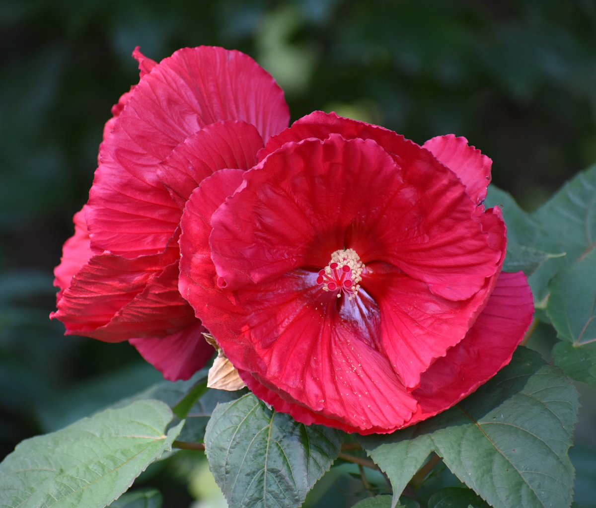 Sunday morning in #mygarden ☕️🌞⚘️🪻🌹
#FlowersonX #GardeningX #SundayYellow