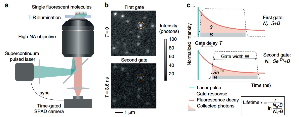 Wide-field fluorescence lifetime imaging of single molecules with a gated single-photon camera
Nathan Ronceray et al.
doi.org/10.1038/s41377…