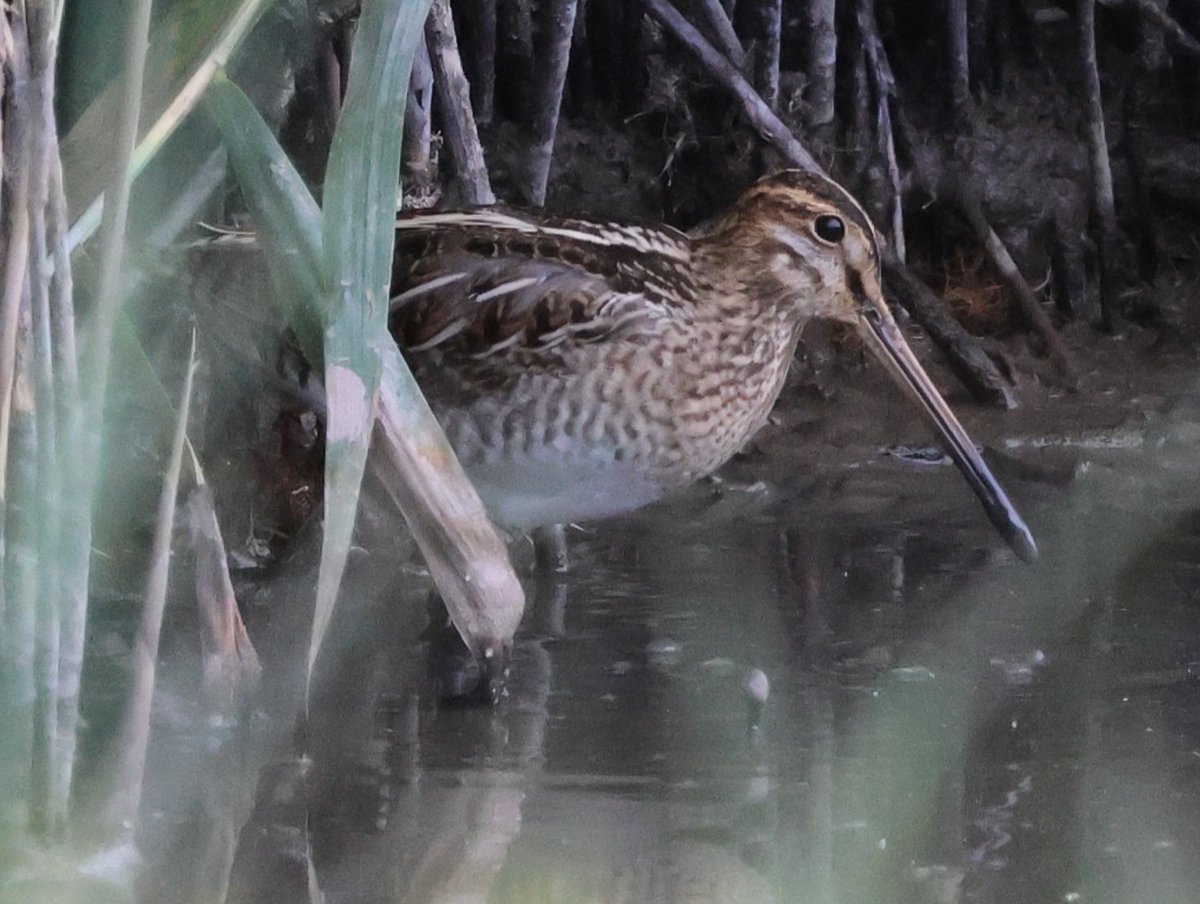 Dr Emma Preece tweet media