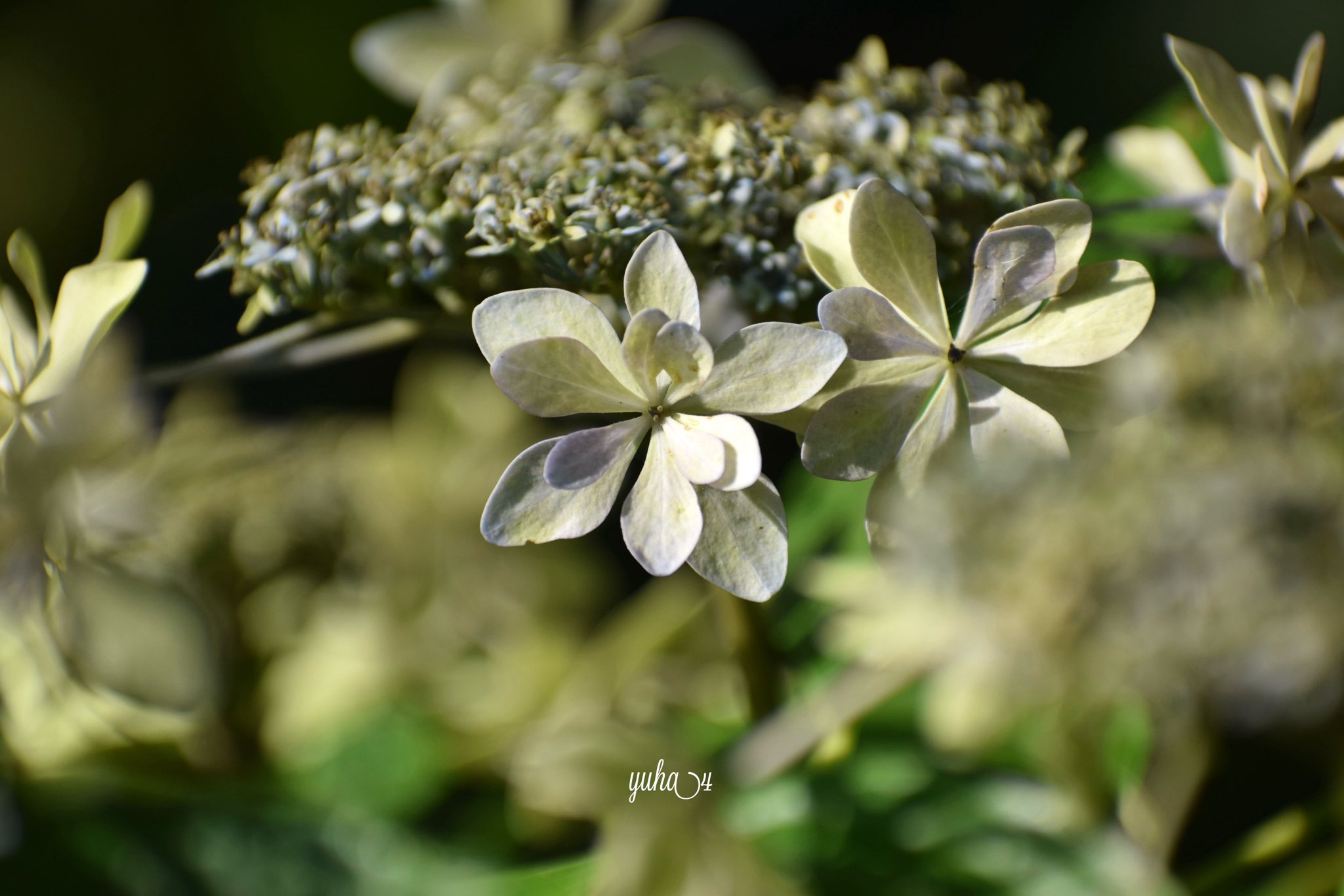 虹～紫陽花⭐ 虹色紫陽花 | GANREF