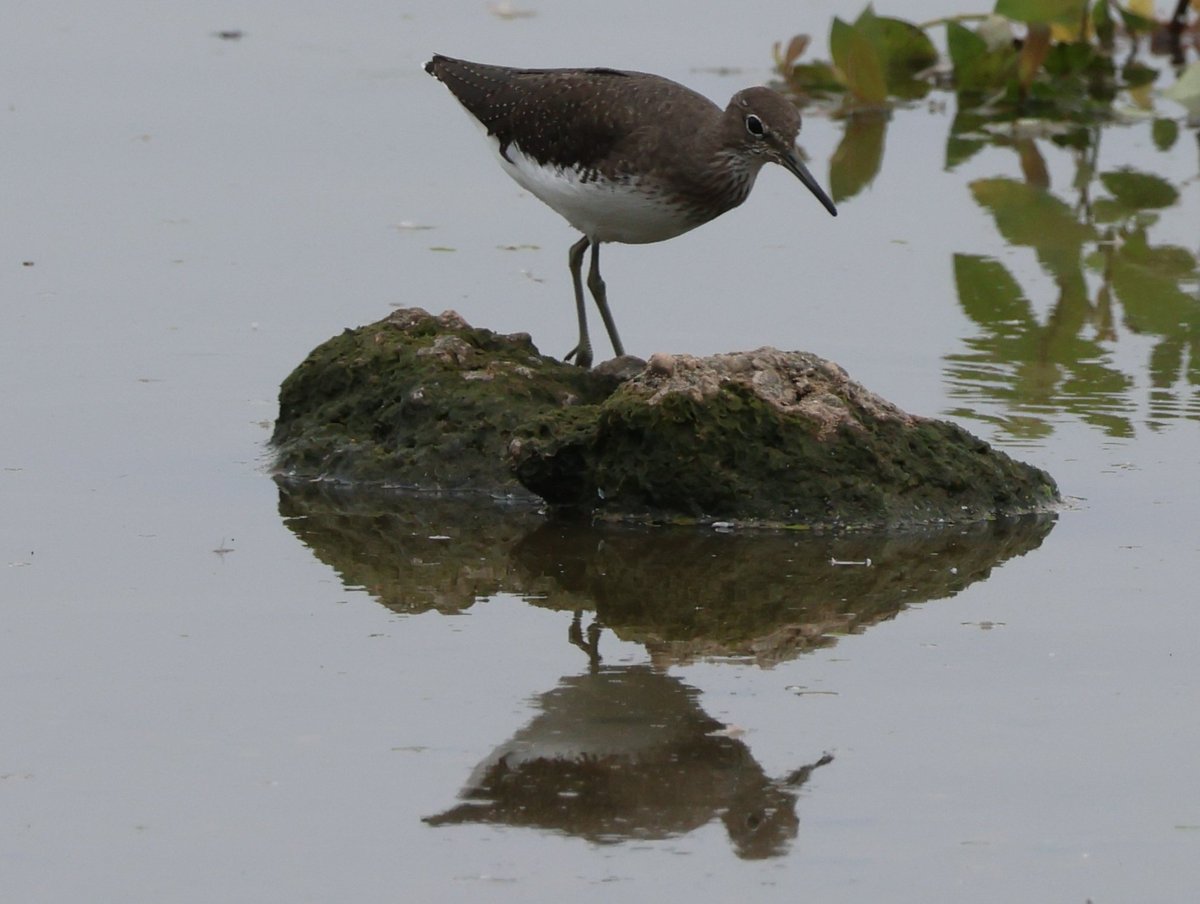 Dr Emma Preece tweet media