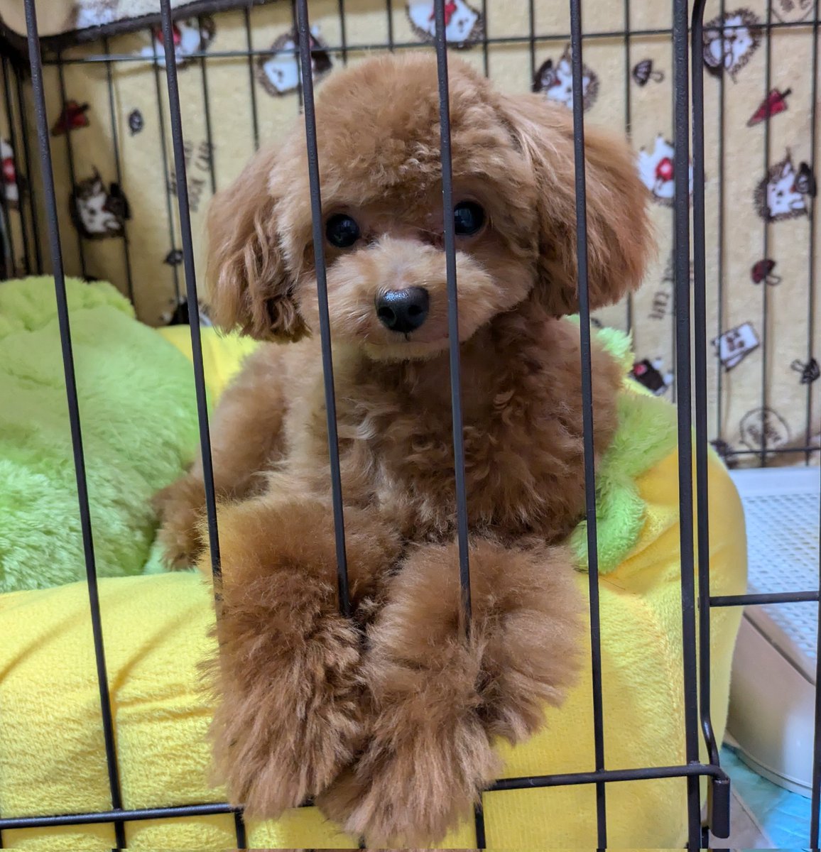 みなさんお久しぶりですね✌️
ぼく9ヶ月になったよ
体重1.8キロですくすく元気に遊んで食べて過ごしてます☺️✌️
ありがとうございます