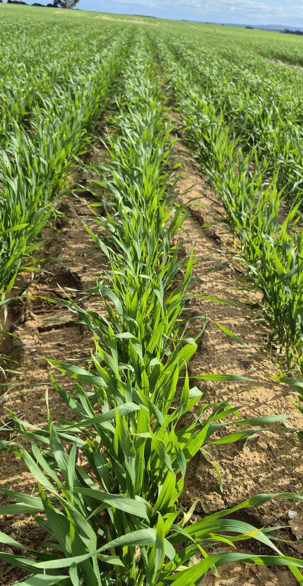Showcasing the SWAN Grower-Scale Re-engineering Trial (a collaboration between DPIRD-WA and GRDC) to the SWAN Management Committee and Industry Advisory Group on a clear August-19 morning.
Top left: soil spaded to 40 cm and ripped to 80 cm
Bottom left: clay incorporated (up to