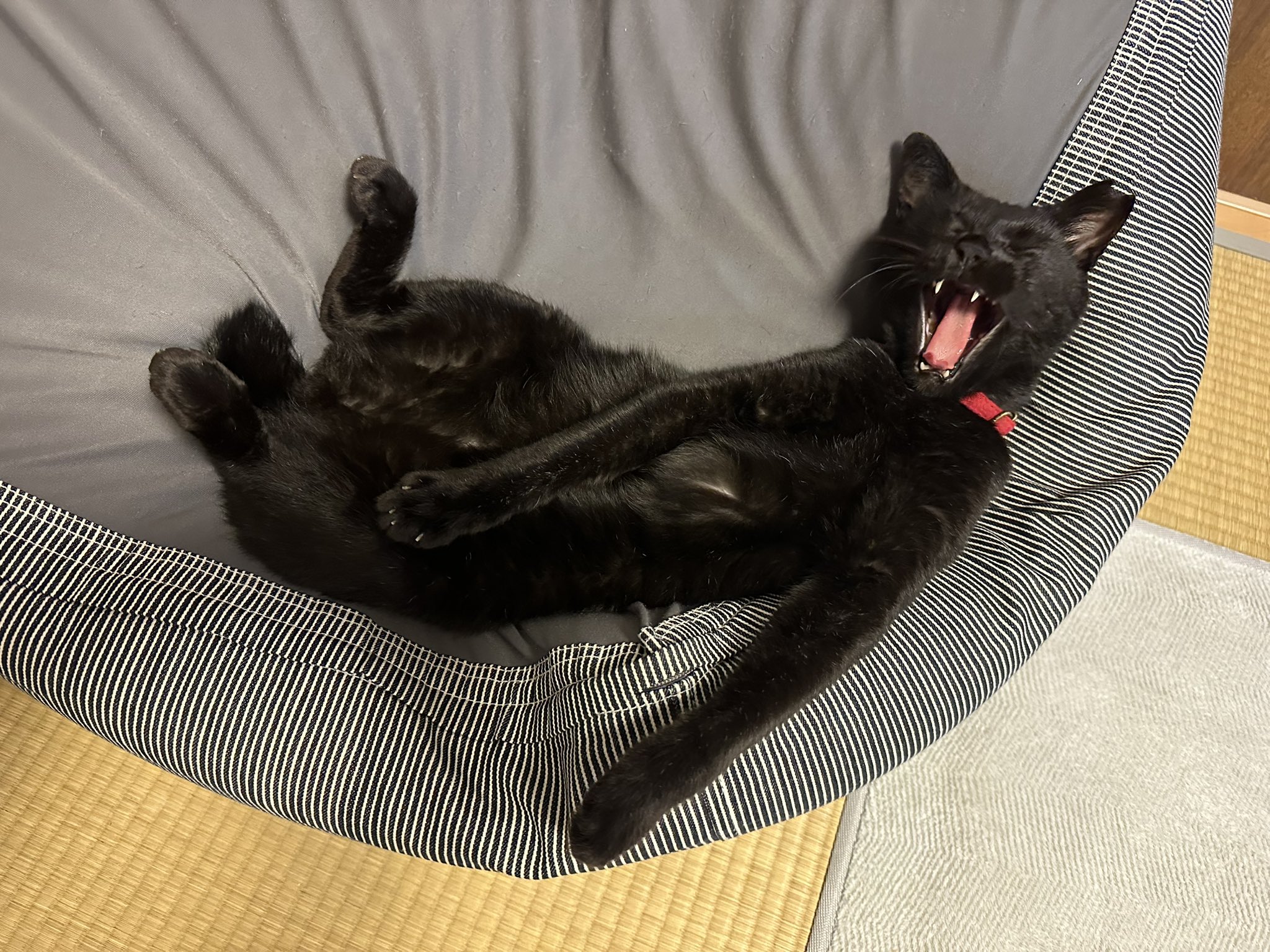 くろ　ねこ　 くろねこクロル（ PlayStation ） #ねこ #ネコ #猫 #黒猫