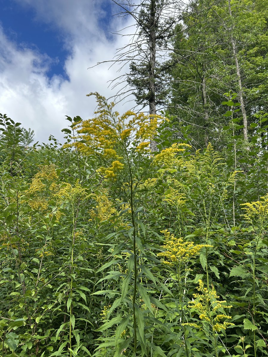 FoodStringer's tweet image. Welcoming the season of gold here in central Wisconsin!