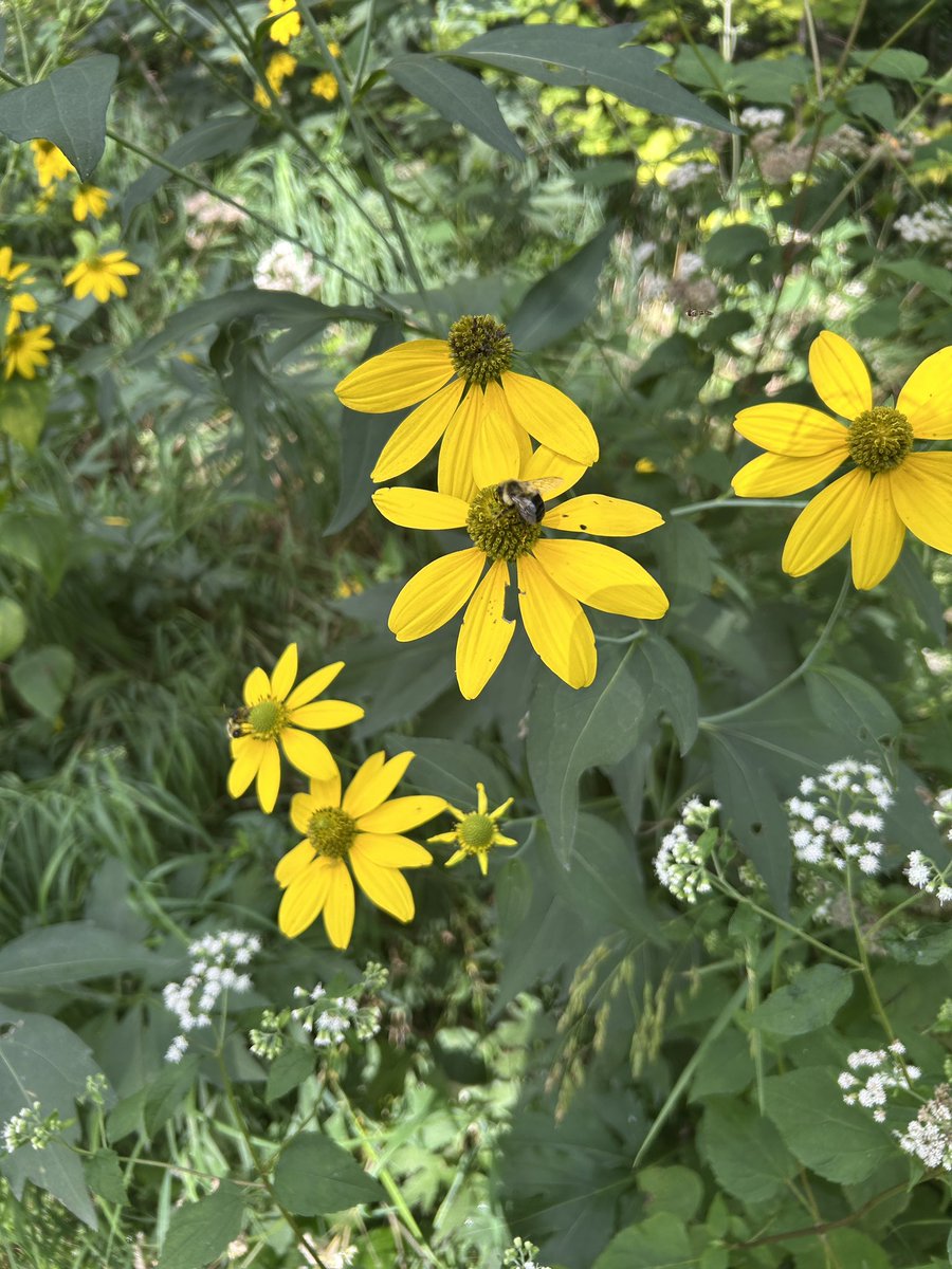 FoodStringer's tweet image. Welcoming the season of gold here in central Wisconsin!