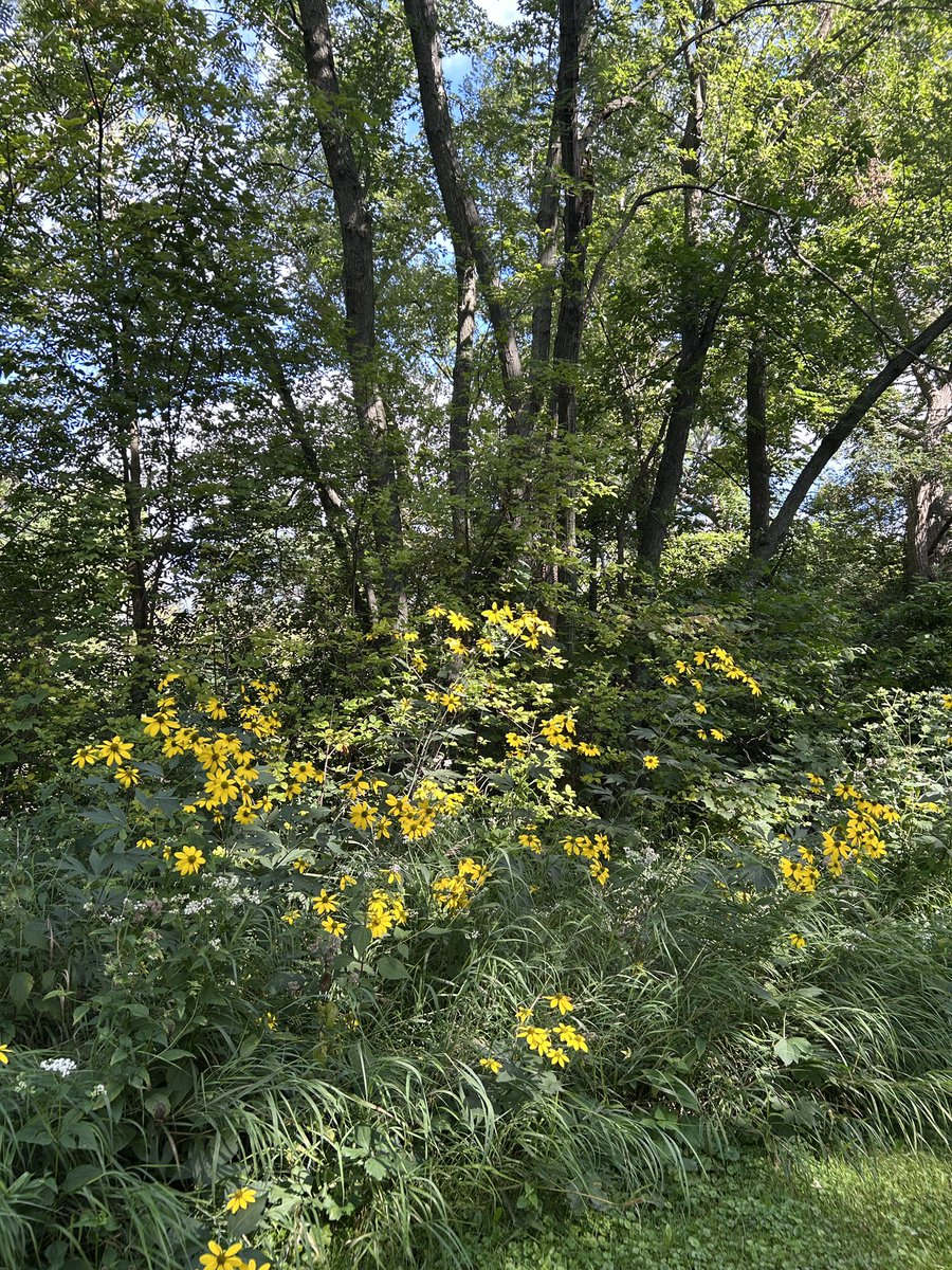 FoodStringer's tweet image. Welcoming the season of gold here in central Wisconsin!