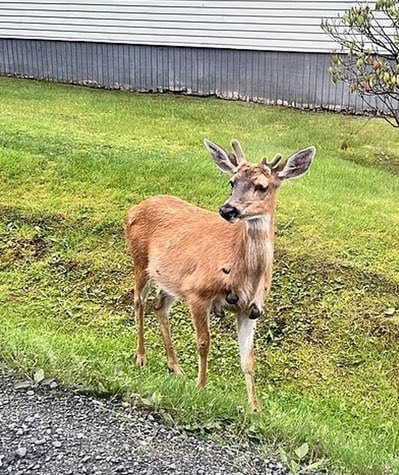 Alerta Mundial (@alertamundonews) on Twitter photo 🇺🇸🧟 | 'Animales zombi' se multiplican en EE.UU:
En distintos estados, como Nueva York, Pensilvania y Wisconsin, se han reportado animales con crecimientos deformes y ampollas que parecen verrugas gigantes.
El brote de un virus raro en conejos, ardillas, y ahora también 🇺🇸🧟 | 'Animales zombi' se multiplican en EE.UU:
En distintos estados, como Nueva York, Pensilvania y Wisconsin, se han reportado animales con crecimientos deformes y ampollas que parecen verrugas gigantes.
El brote de un virus raro en conejos, ardillas, y ahora también