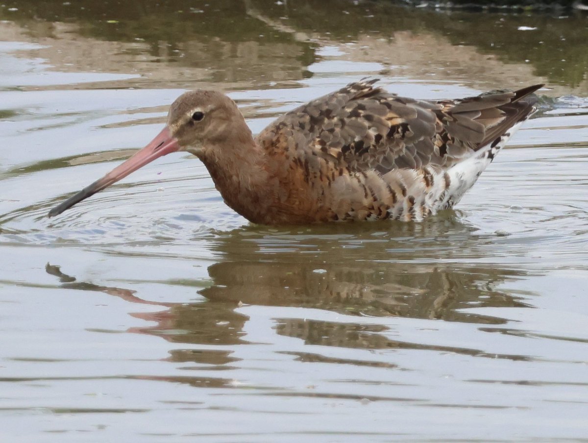 Dr Emma Preece tweet media