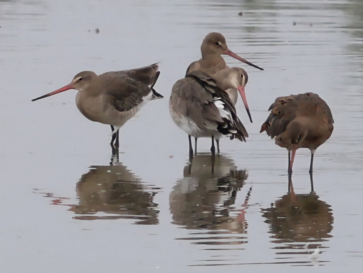 Dr Emma Preece tweet media