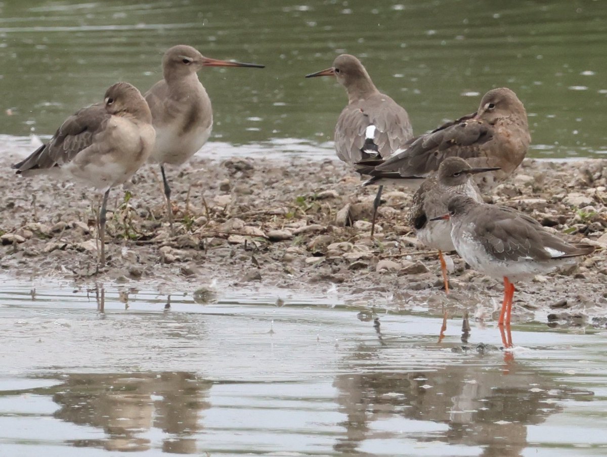 Dr Emma Preece tweet media