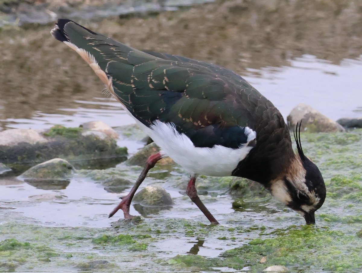 Dr Emma Preece tweet media