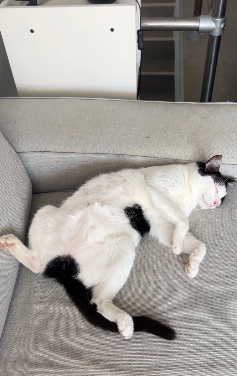 alvaro_wasabi's tweet photo. En menos de un año he dado más de 40 gatos en adopción, sin embargo nadie ha preguntado por Jon 💔RT por favor https://t.co/o2XtIkUHAW