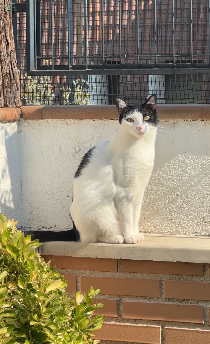 alvaro_wasabi's tweet photo. En menos de un año he dado más de 40 gatos en adopción, sin embargo nadie ha preguntado por Jon 💔RT por favor https://t.co/o2XtIkUHAW