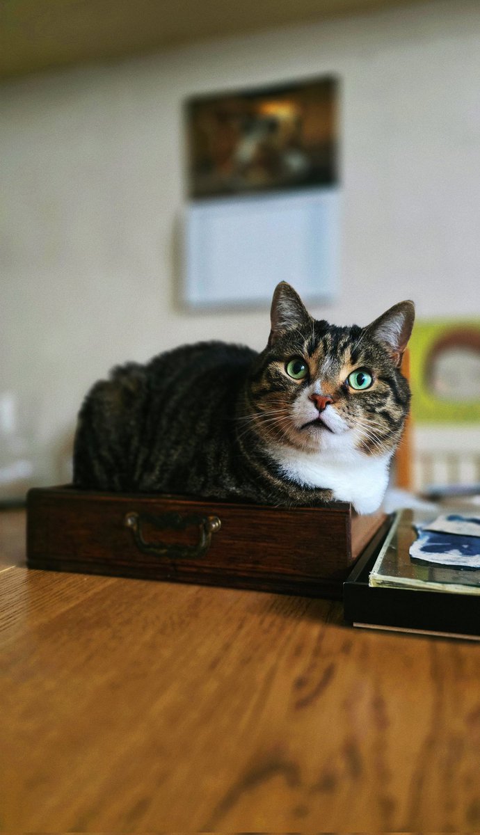 Look at this emerald prince. Forever a drawer cat.

parisisacatdad.substack.com