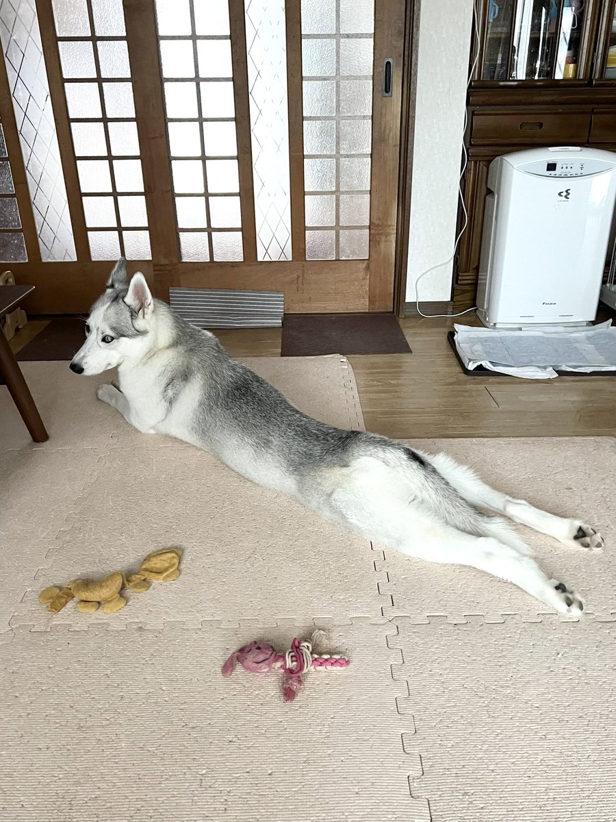 妙に長い犬